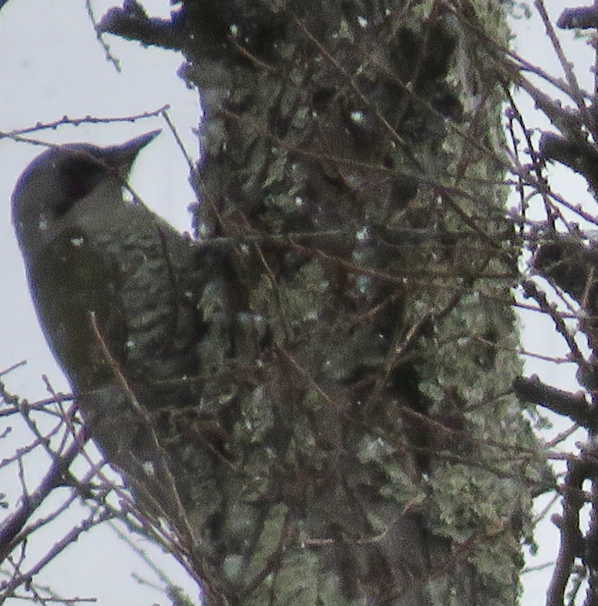 Japanese Woodpecker - ML613595779