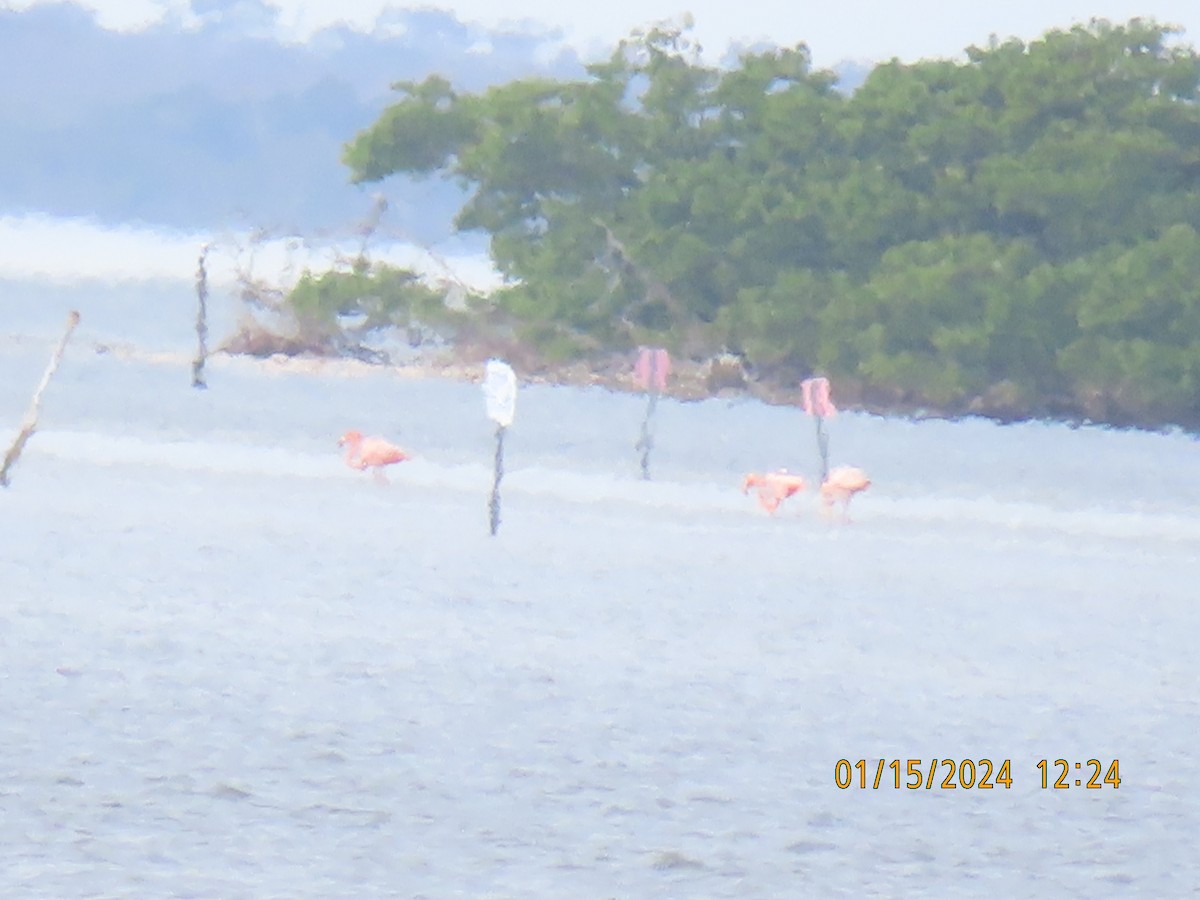 Amerika Flamingosu - ML613595787