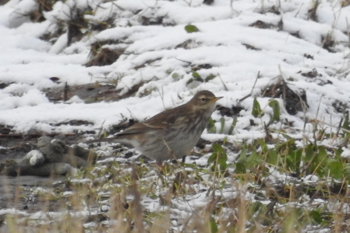 Water Pipit - ML613595796