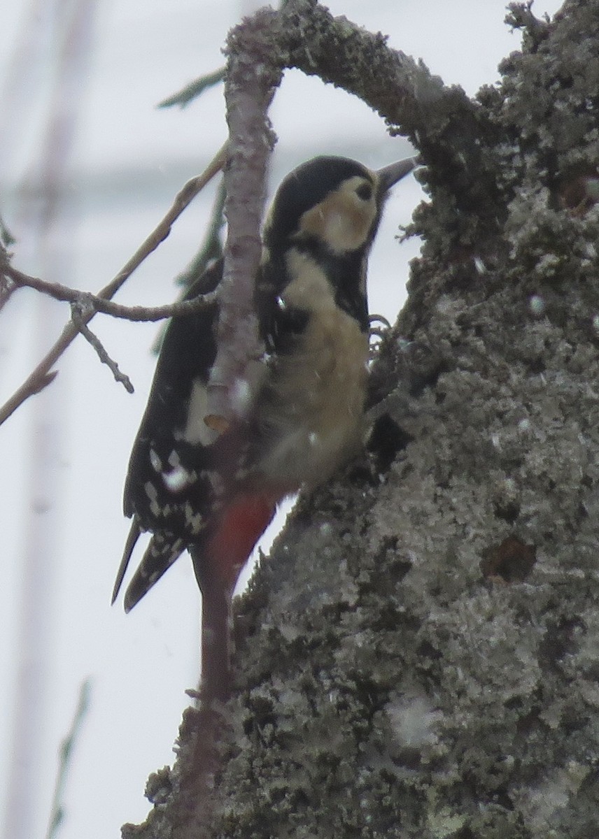 Great Spotted Woodpecker - ML613595808