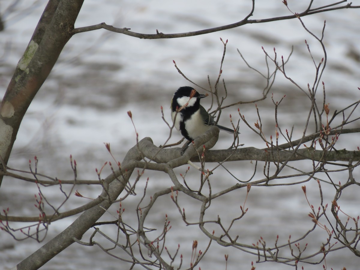 Mésange de Chine - ML613595810