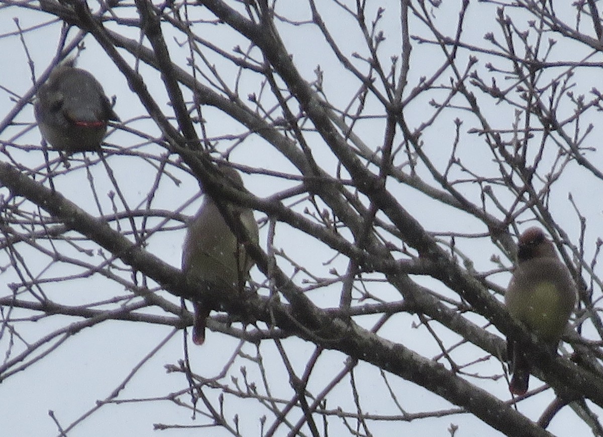 Japanese Waxwing - ML613595828