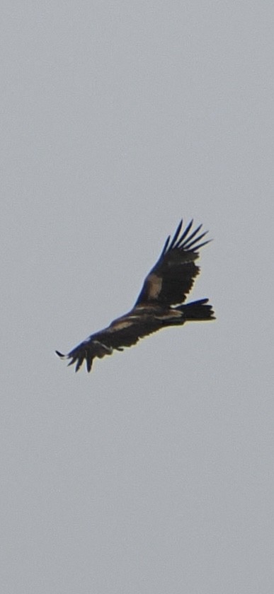 Wedge-tailed Eagle - ML613595948