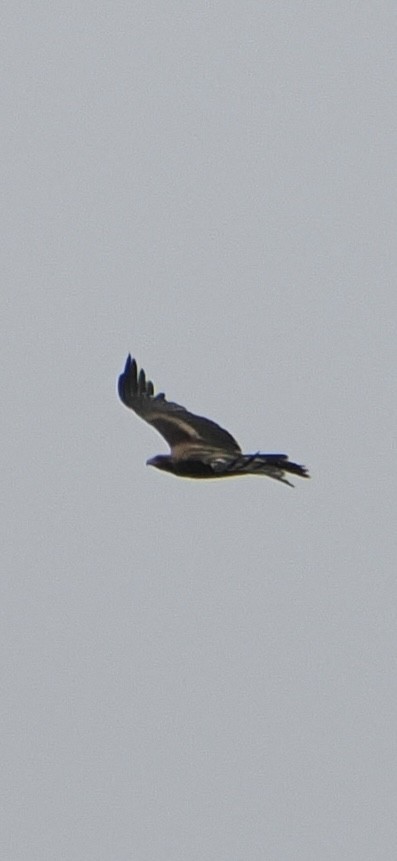 Wedge-tailed Eagle - ML613595949