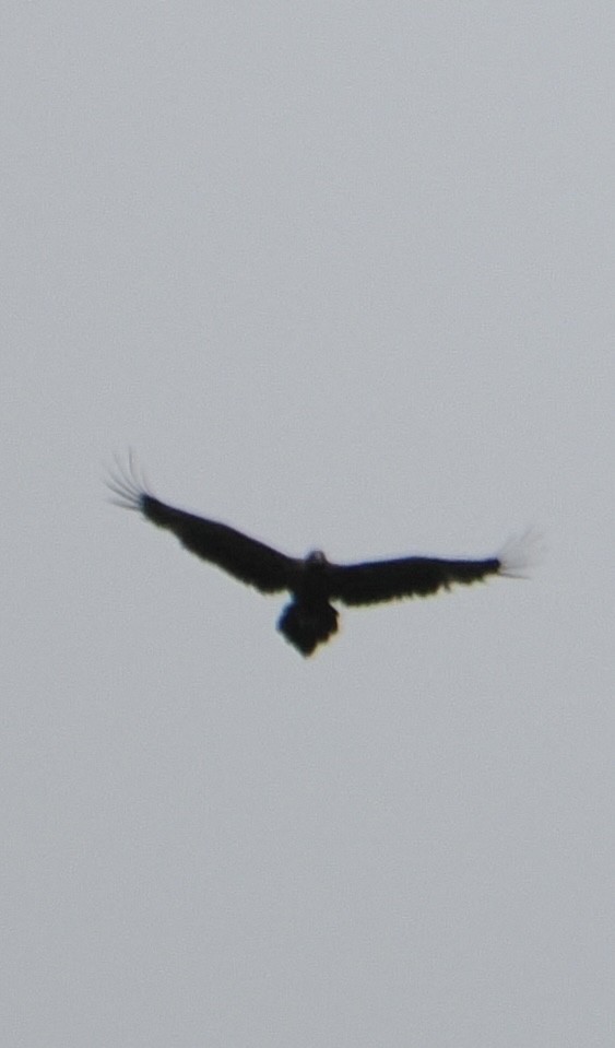 Wedge-tailed Eagle - ML613595950