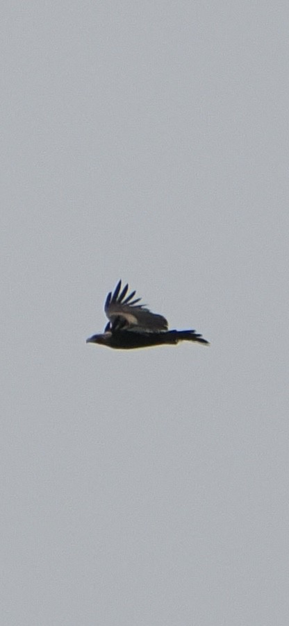 Wedge-tailed Eagle - ML613595951