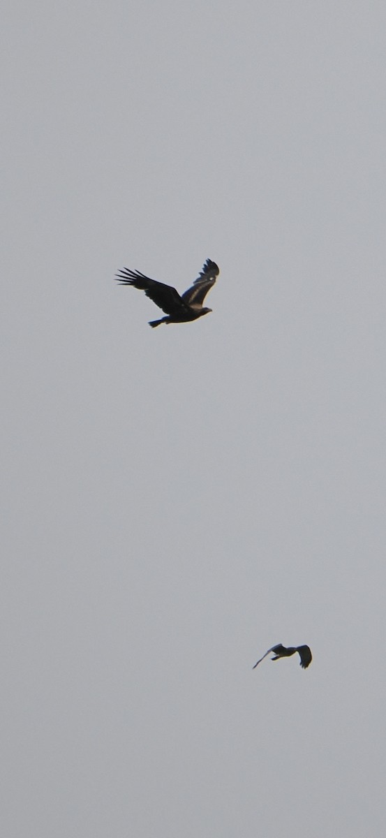 Wedge-tailed Eagle - ML613595952