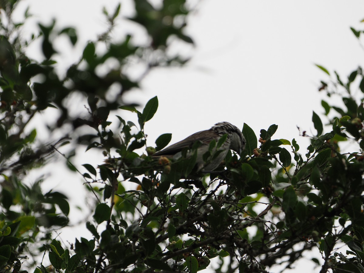 Striped Honeyeater - ML613595966