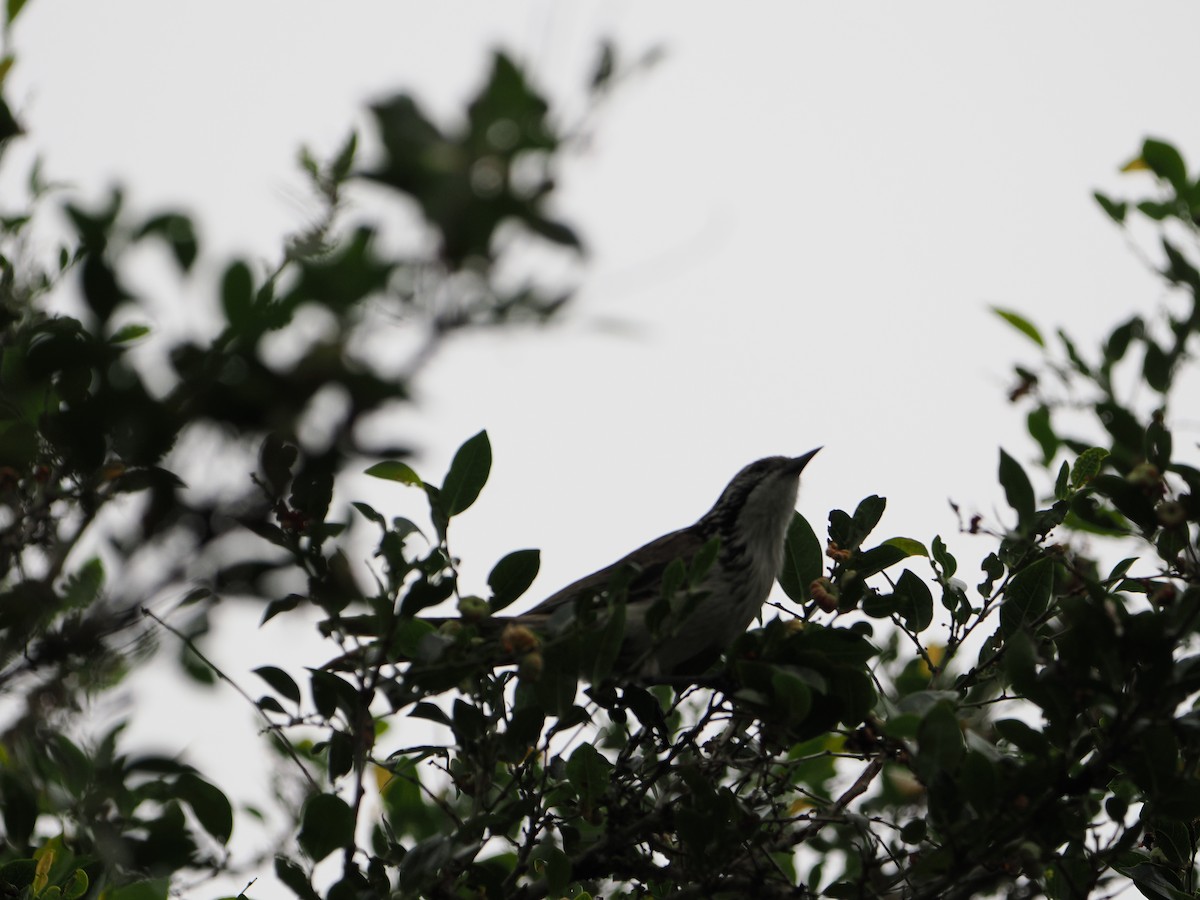 Striped Honeyeater - ML613595968