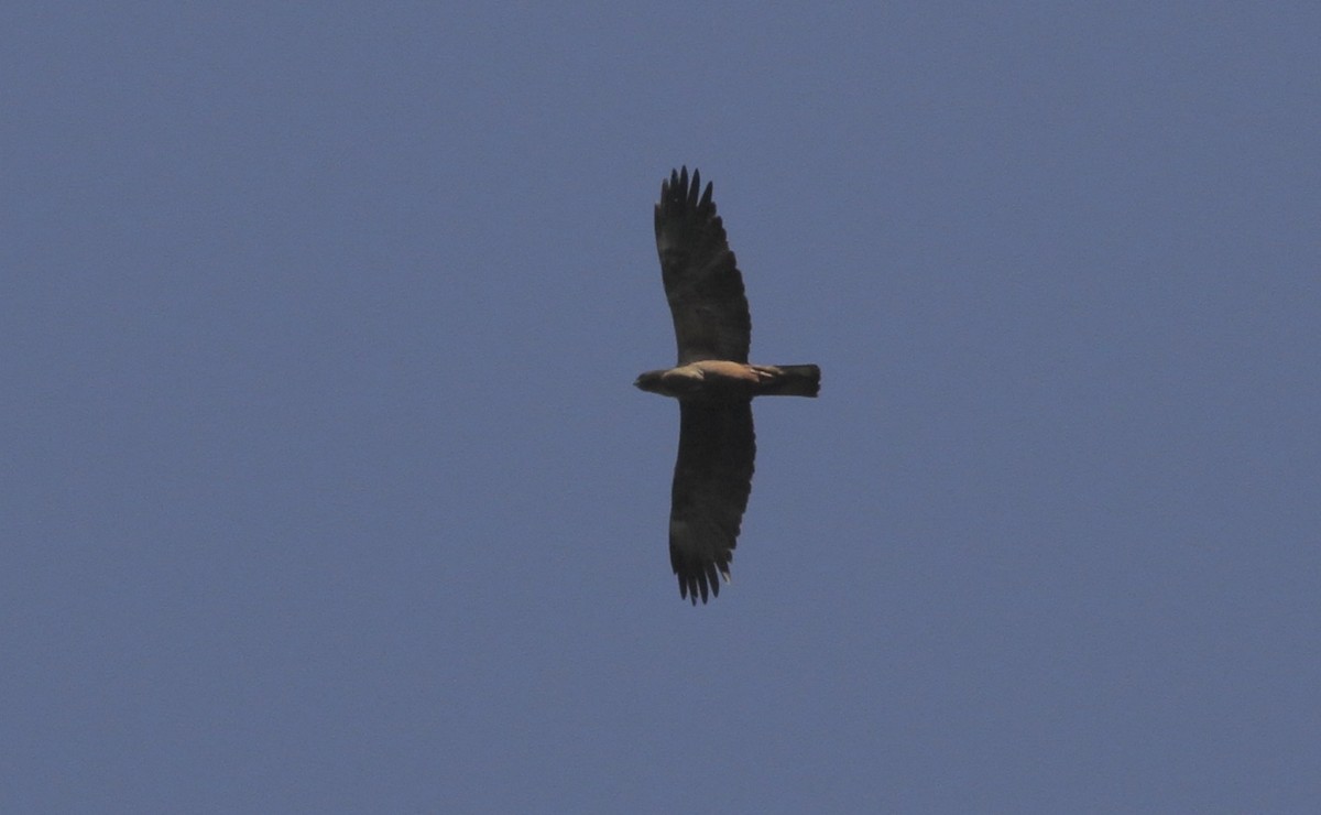 Wahlberg's Eagle - ML613595992