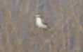 Great Gray Shrike - ML613596155