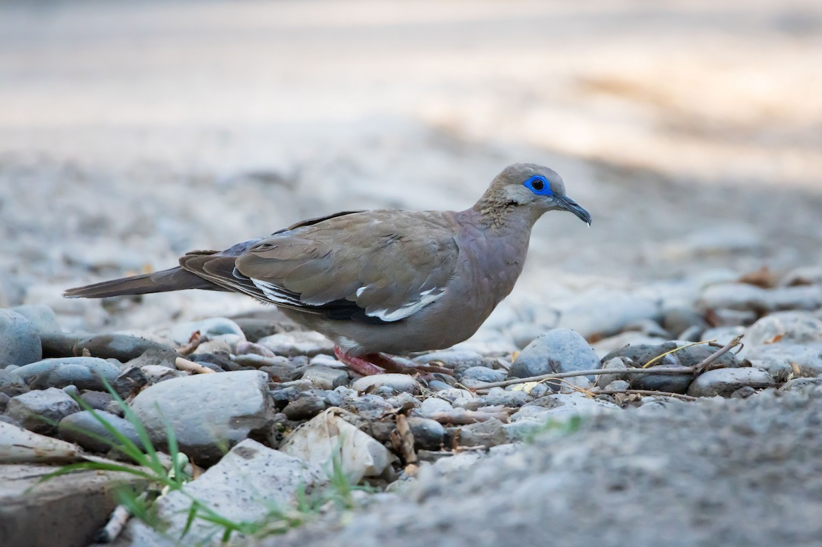 West Peruvian Dove - ML613596167