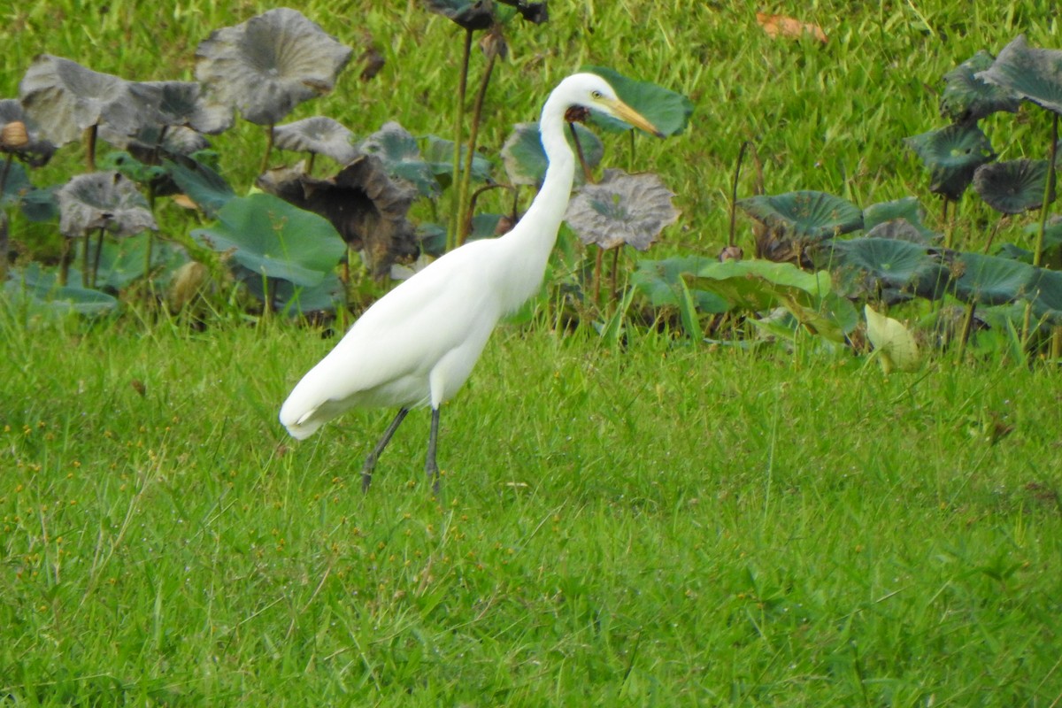 Medium Egret - ML613596172