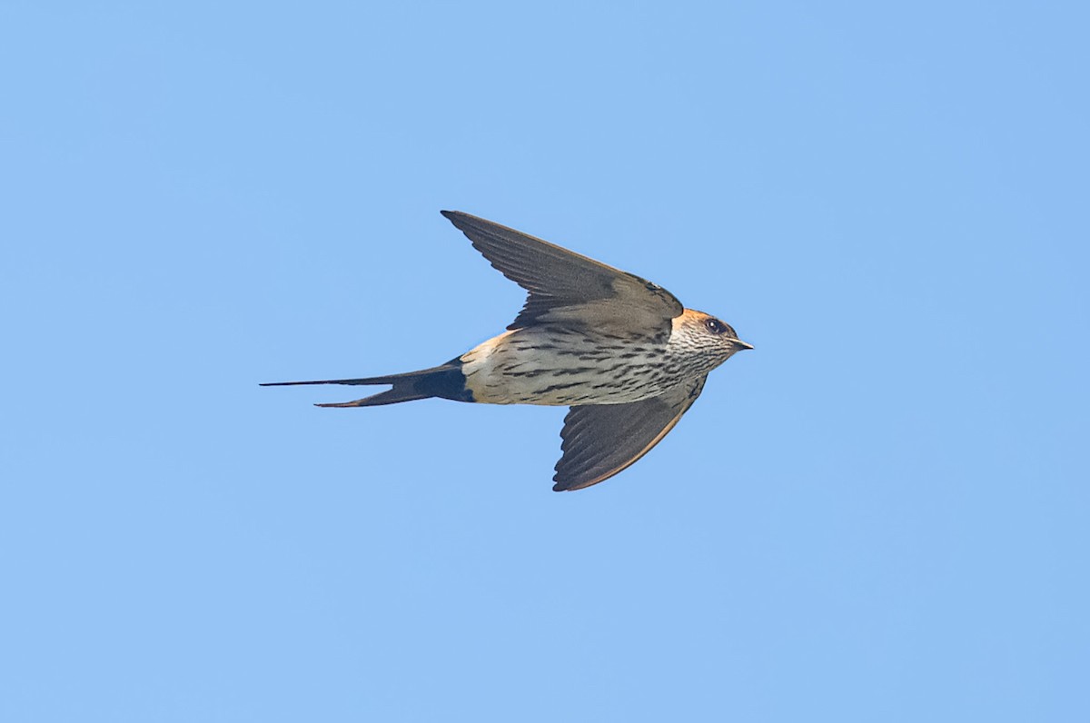 Red-rumped Swallow - ML613596195