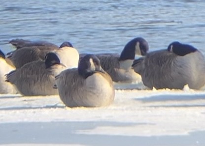 Cackling/Canada Goose - Jake Nafziger