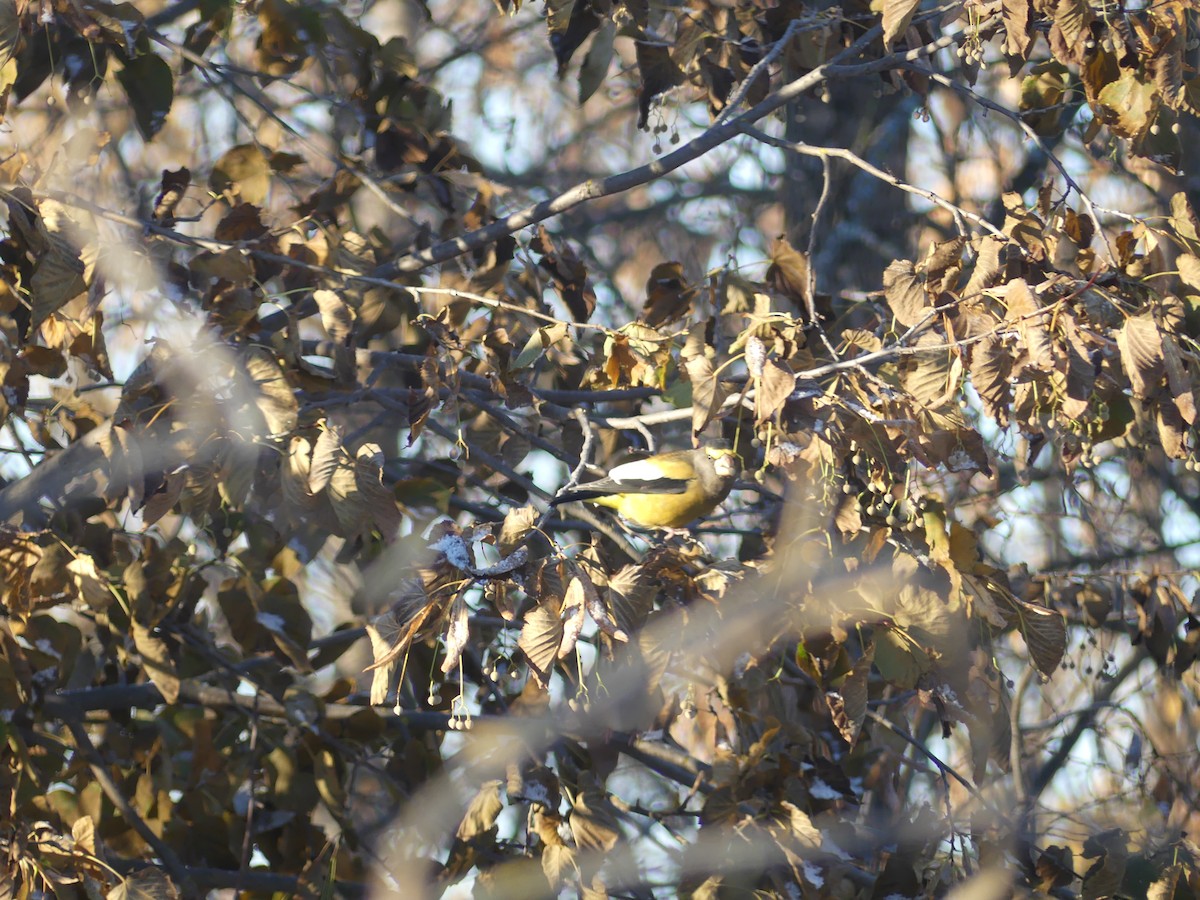 Evening Grosbeak - ML613596340