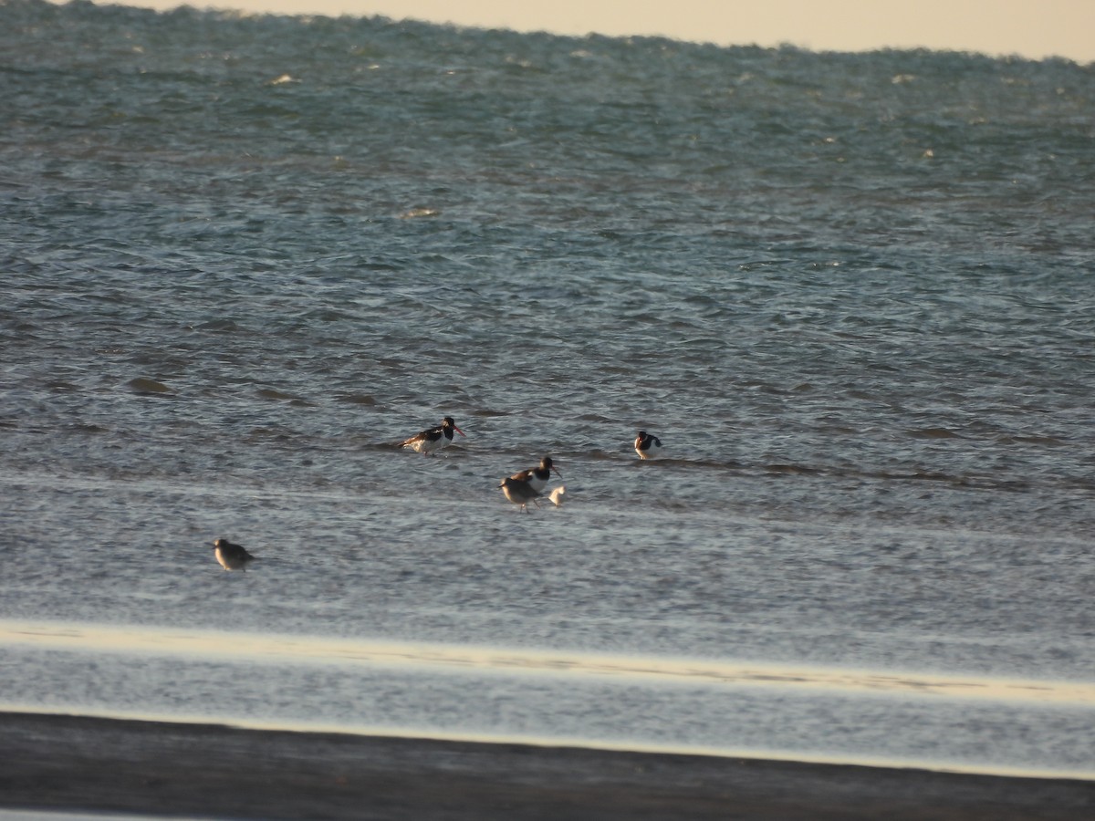 Eurasian Oystercatcher - ML613596419