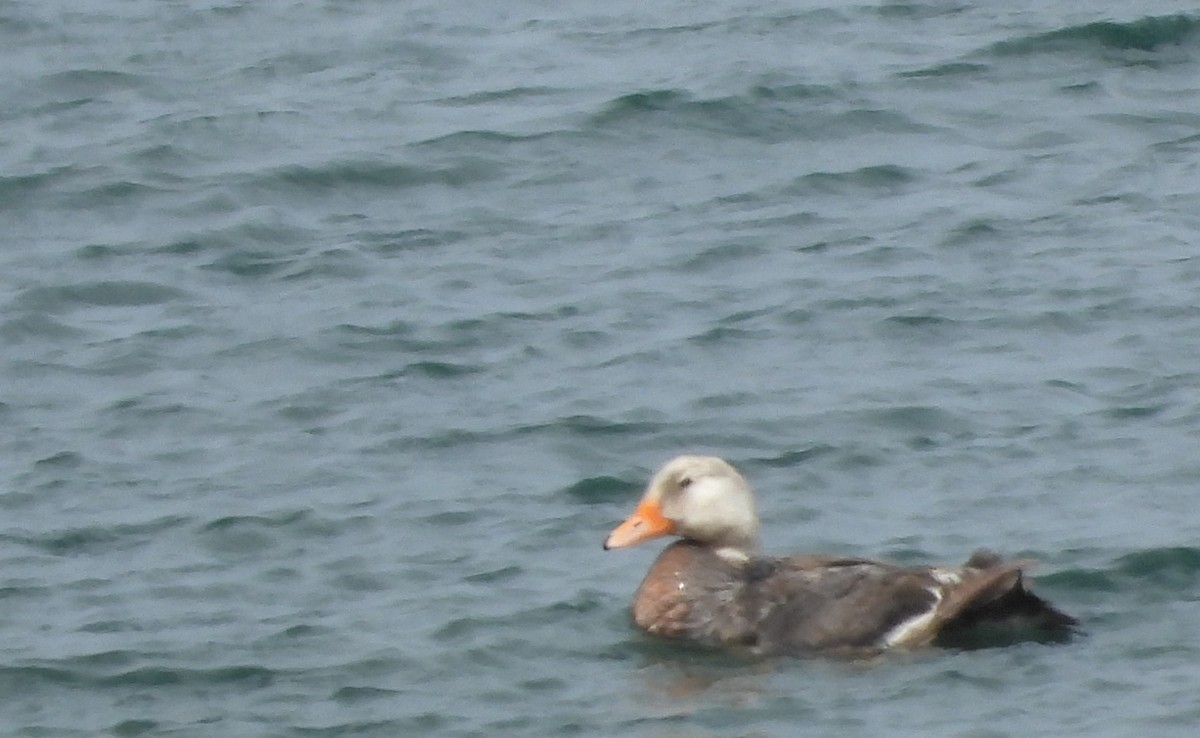 White-headed Steamer-Duck - Rafael Salcedo