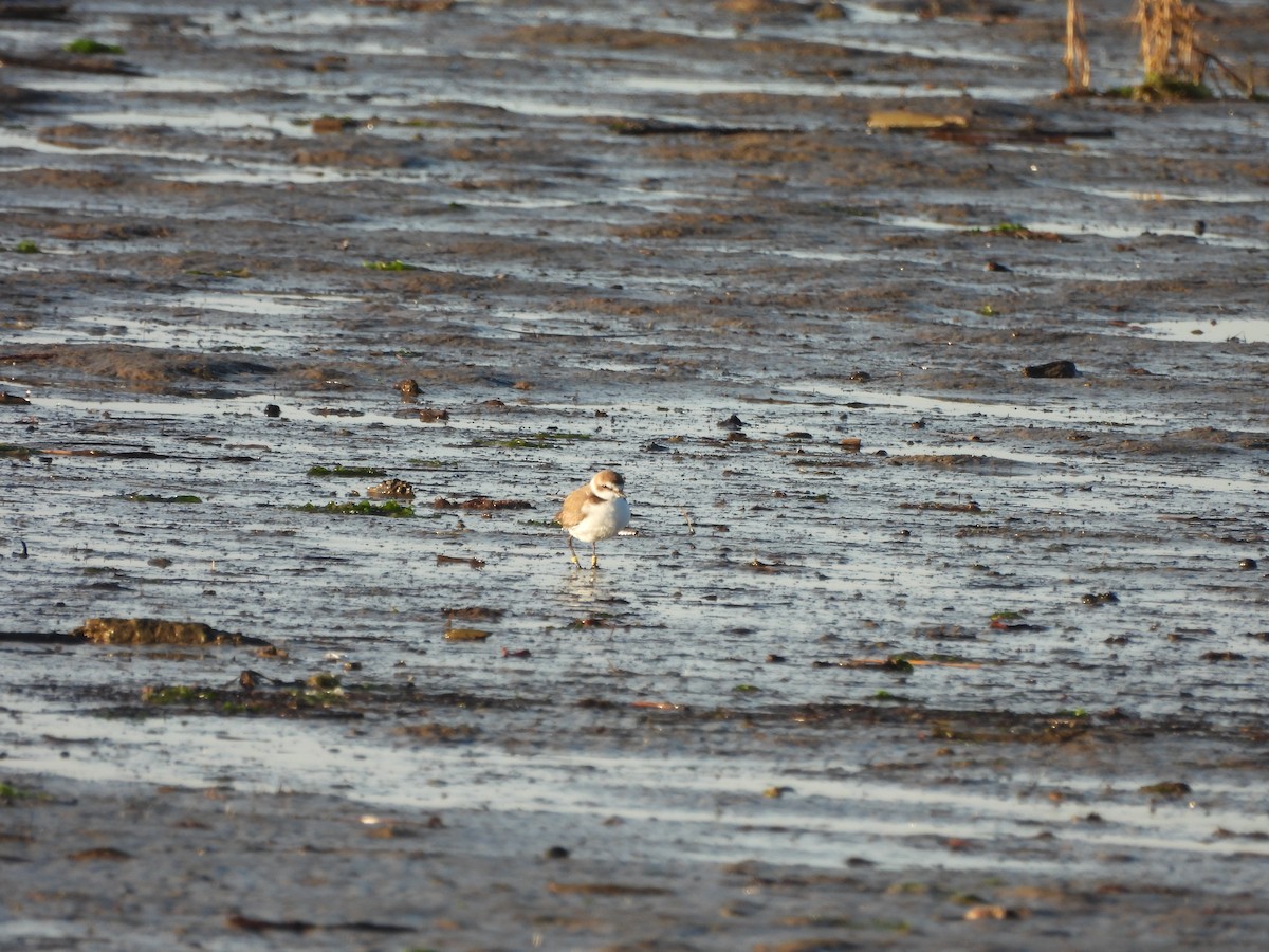 Kentish Plover - ML613596440