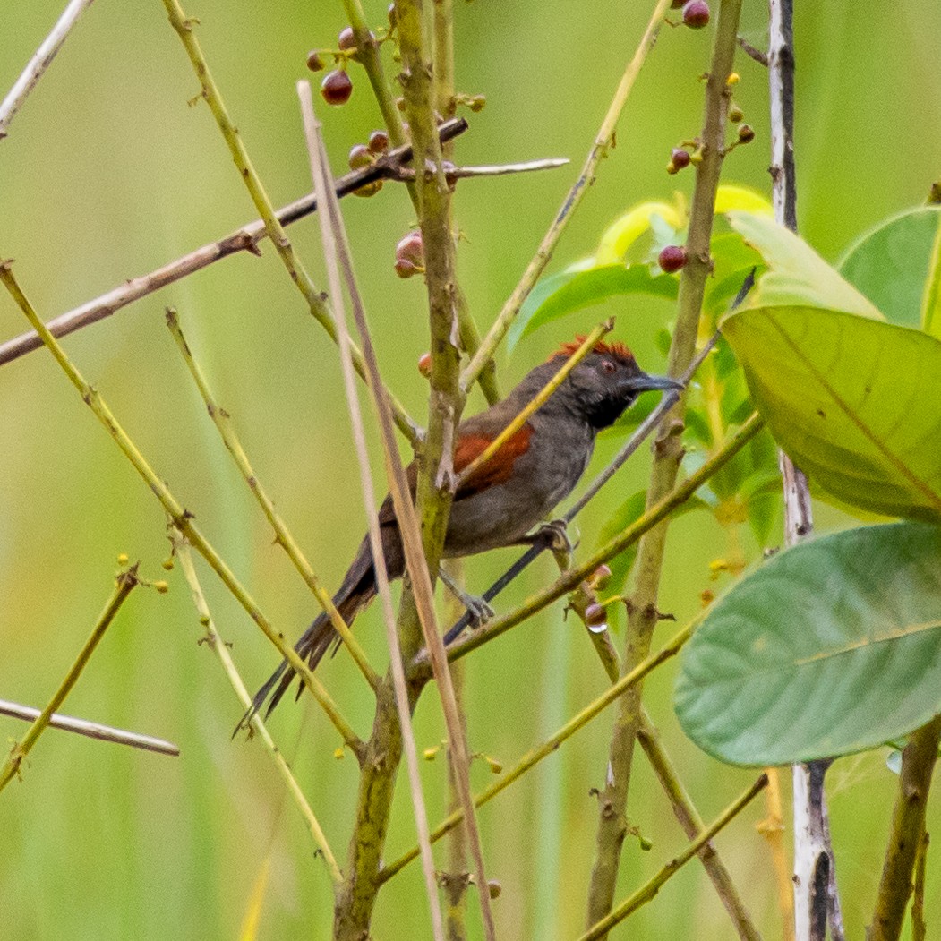 Cinereous-breasted Spinetail - ARTUR Souza