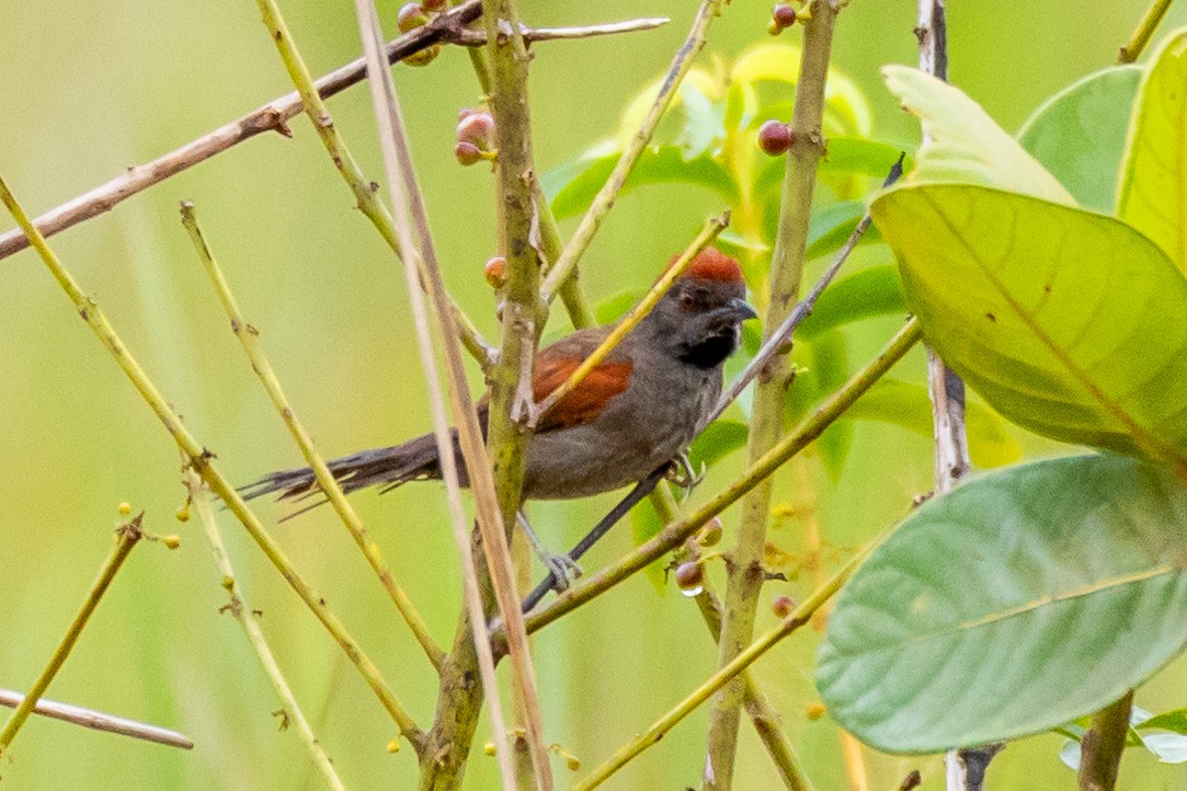 Cinereous-breasted Spinetail - ARTUR Souza