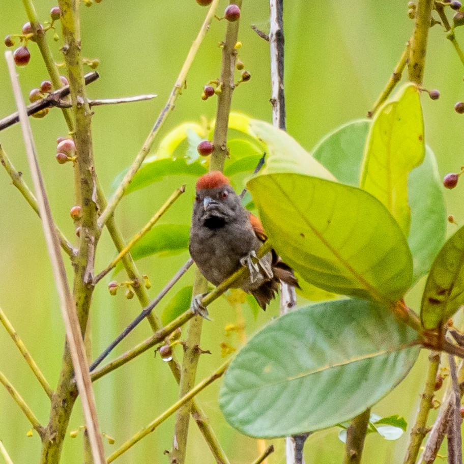 Cinereous-breasted Spinetail - ARTUR Souza