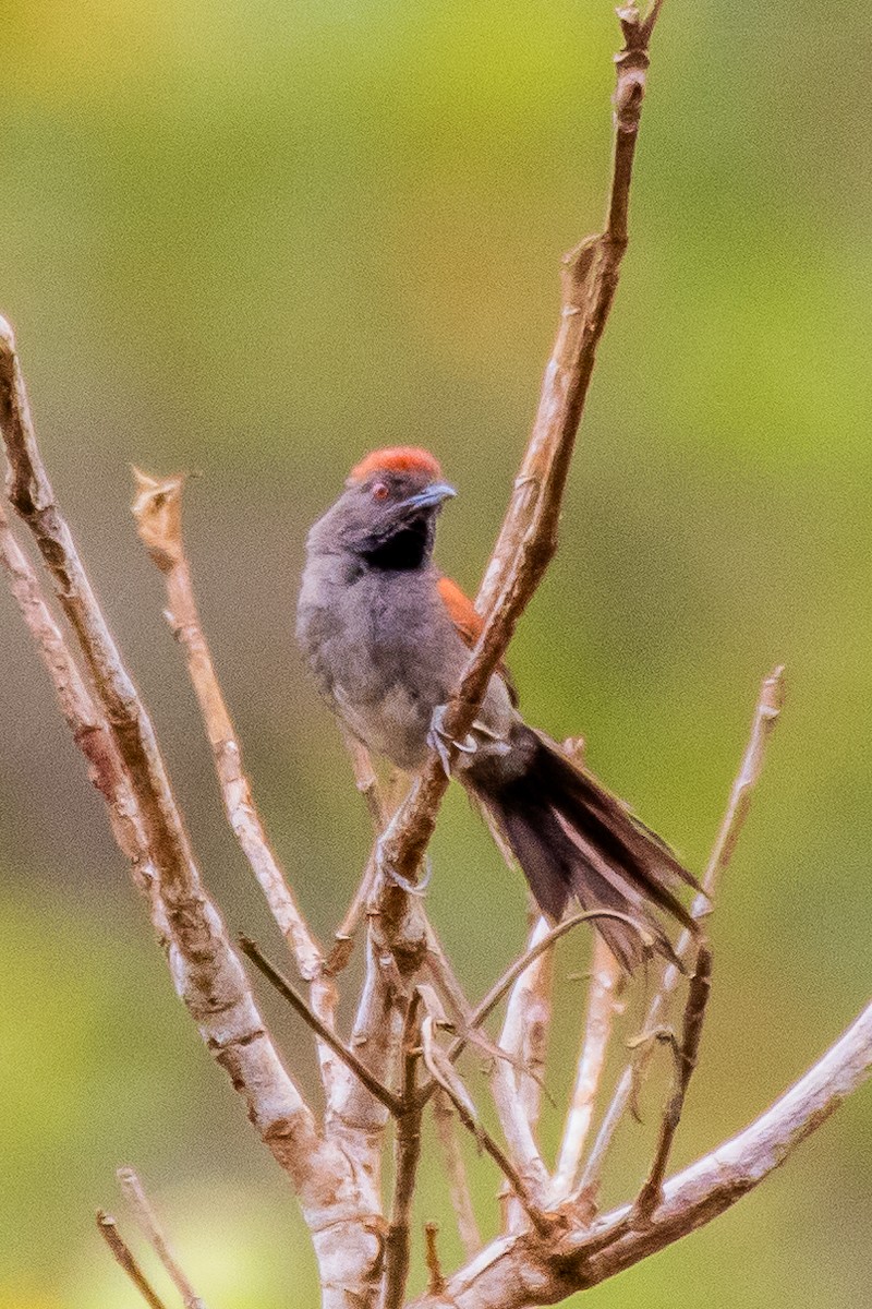 Cinereous-breasted Spinetail - ARTUR Souza