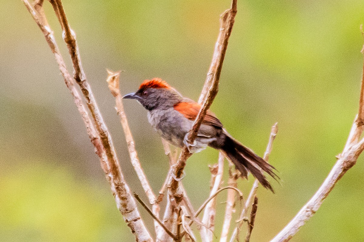 Cinereous-breasted Spinetail - ARTUR Souza