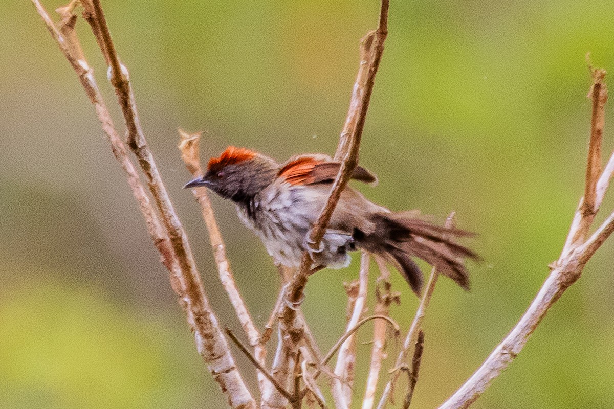 Cinereous-breasted Spinetail - ARTUR Souza