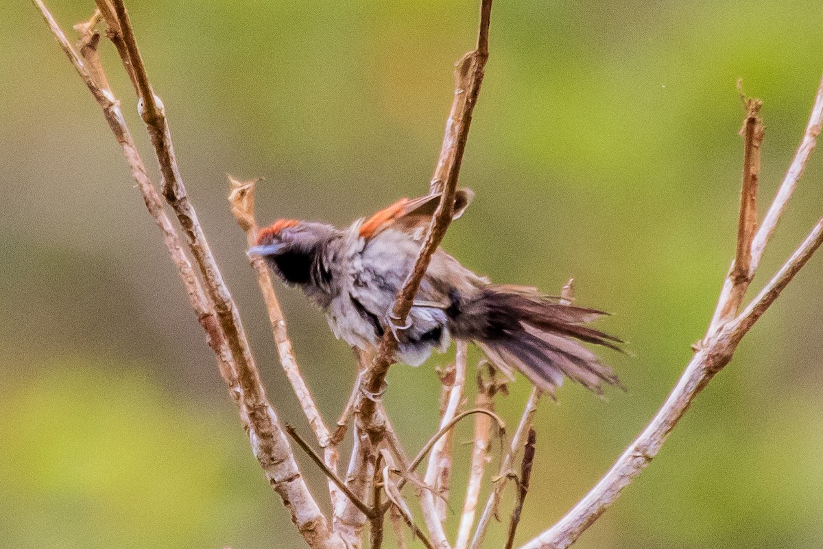 Cinereous-breasted Spinetail - ARTUR Souza