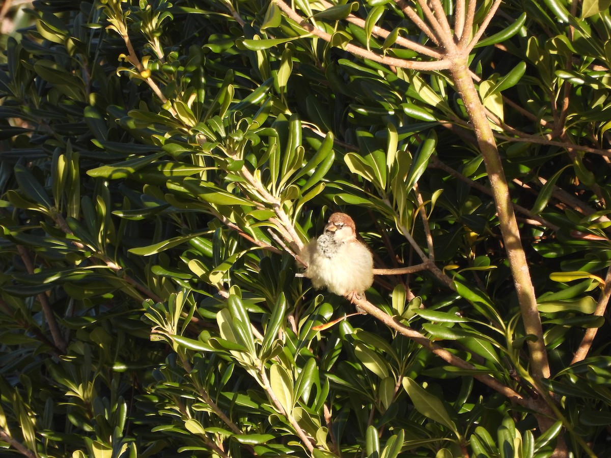 Italian Sparrow - ML613596457