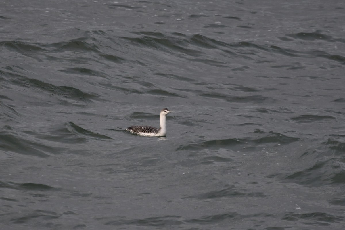 Sterntaucher - ML613596463