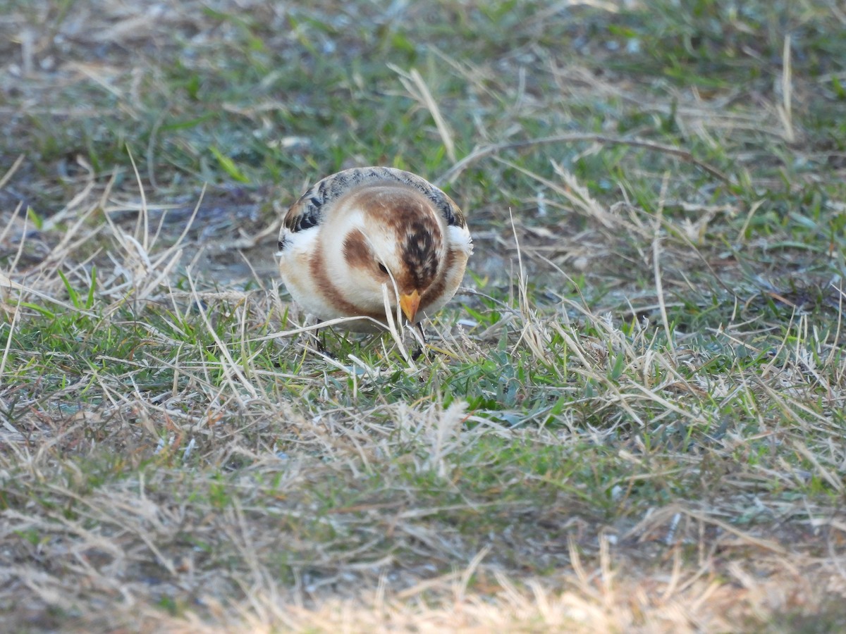 Snow Bunting - ML613596479