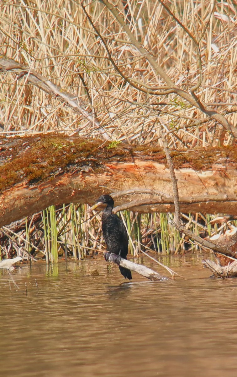 Pygmy Cormorant - ML613596526