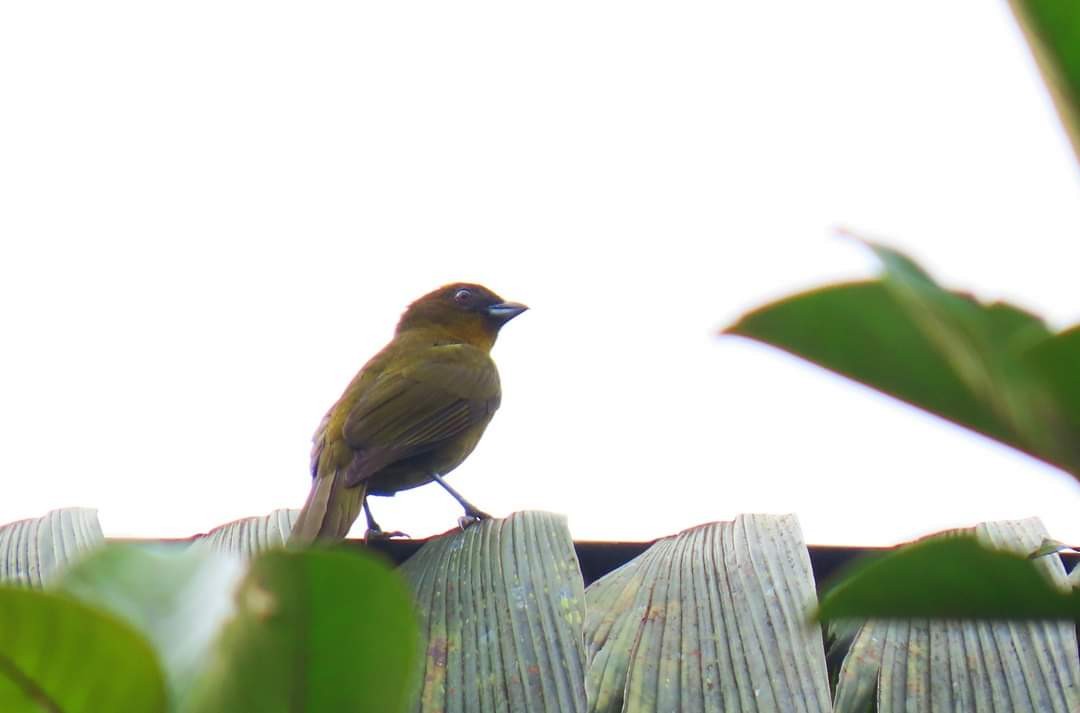 Yellow-green Tanager - ML613596546