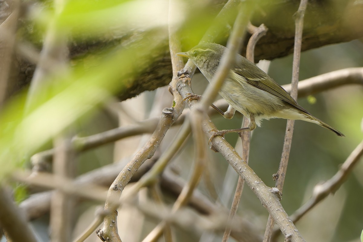 Two-barred Warbler - ML613596547