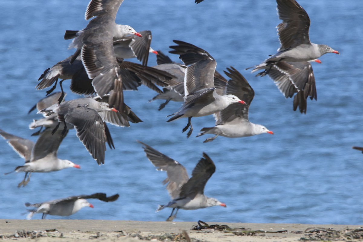 Heermann's Gull - Nathan Alblas