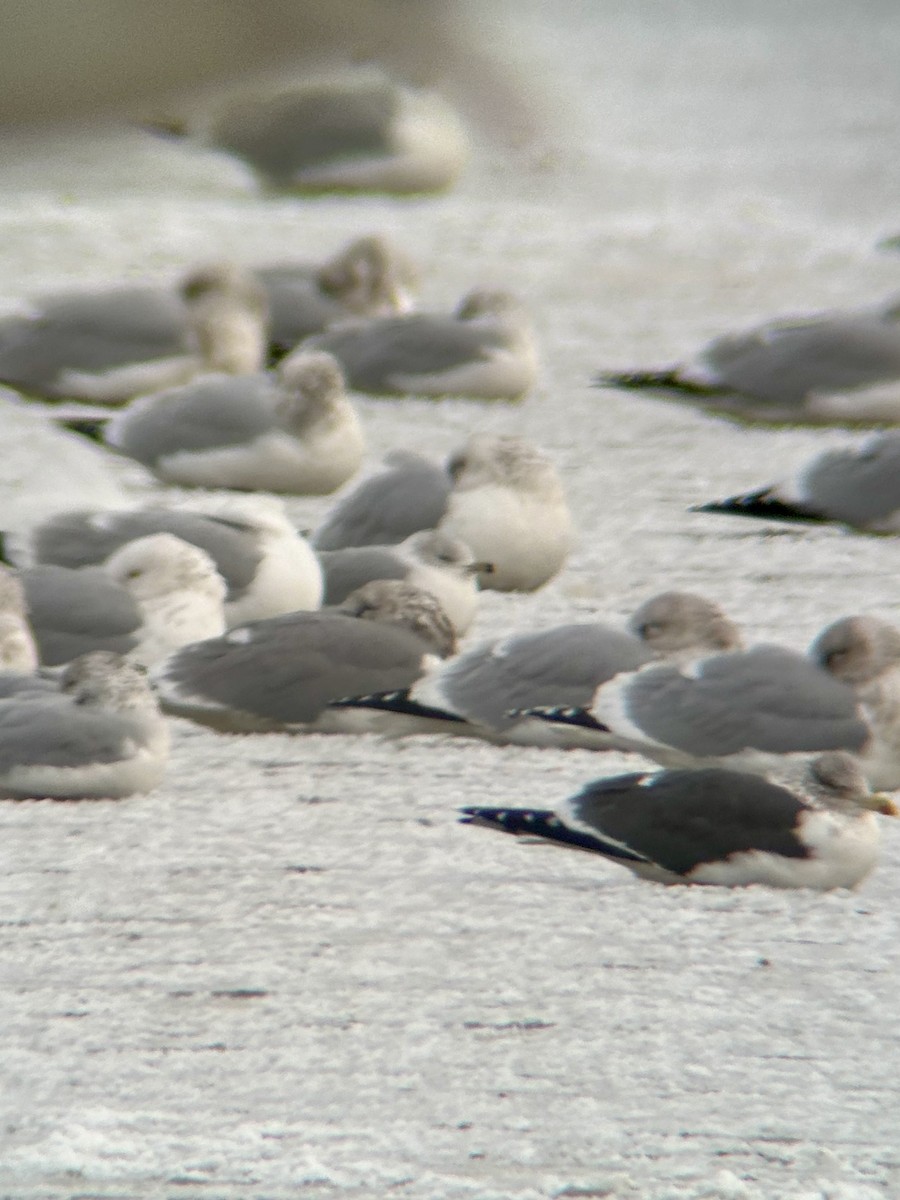 Herring x Lesser Black-backed Gull (hybrid) - ML613596553