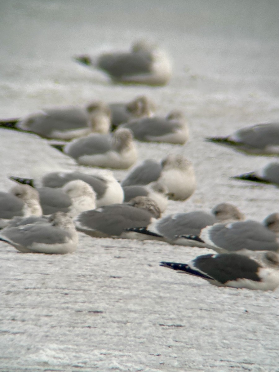 Herring x Lesser Black-backed Gull (hybrid) - ML613596554