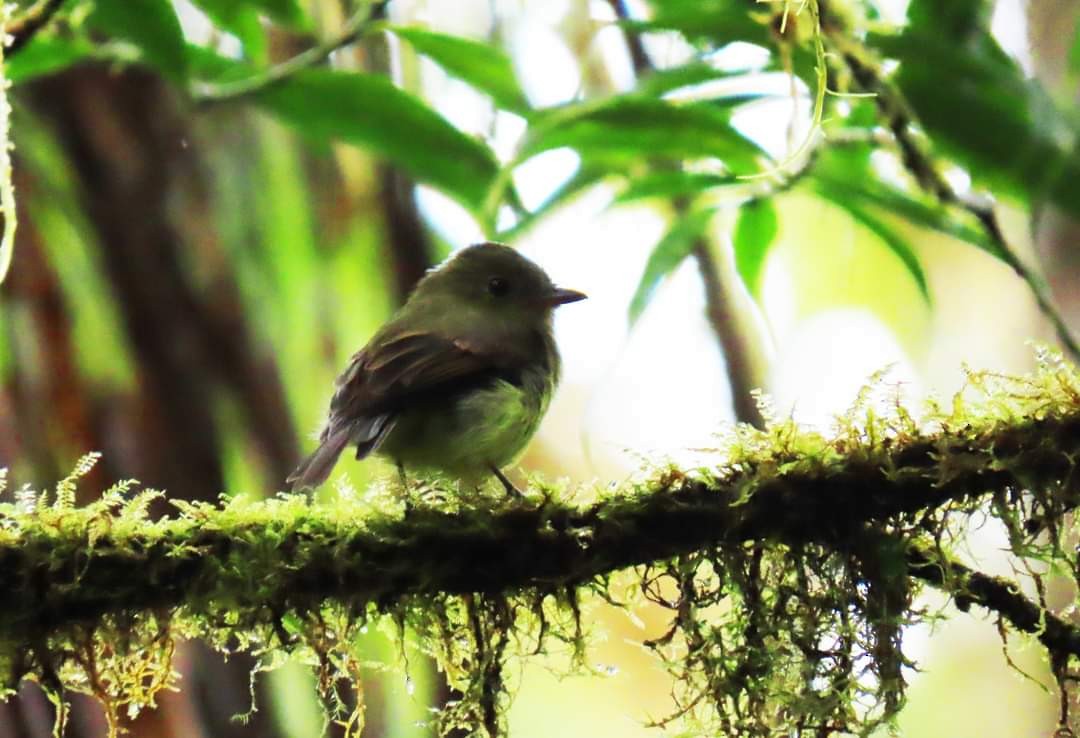 Orange-crested Flycatcher - ML613596564