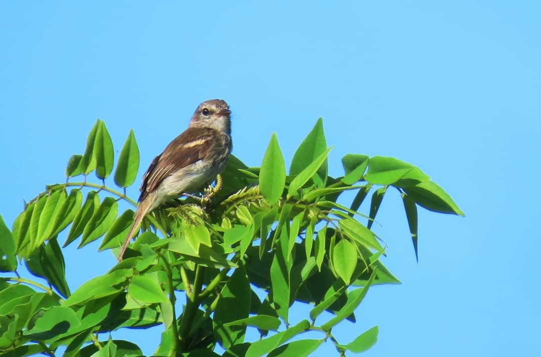 Mouse-gray Flycatcher - ML613596580