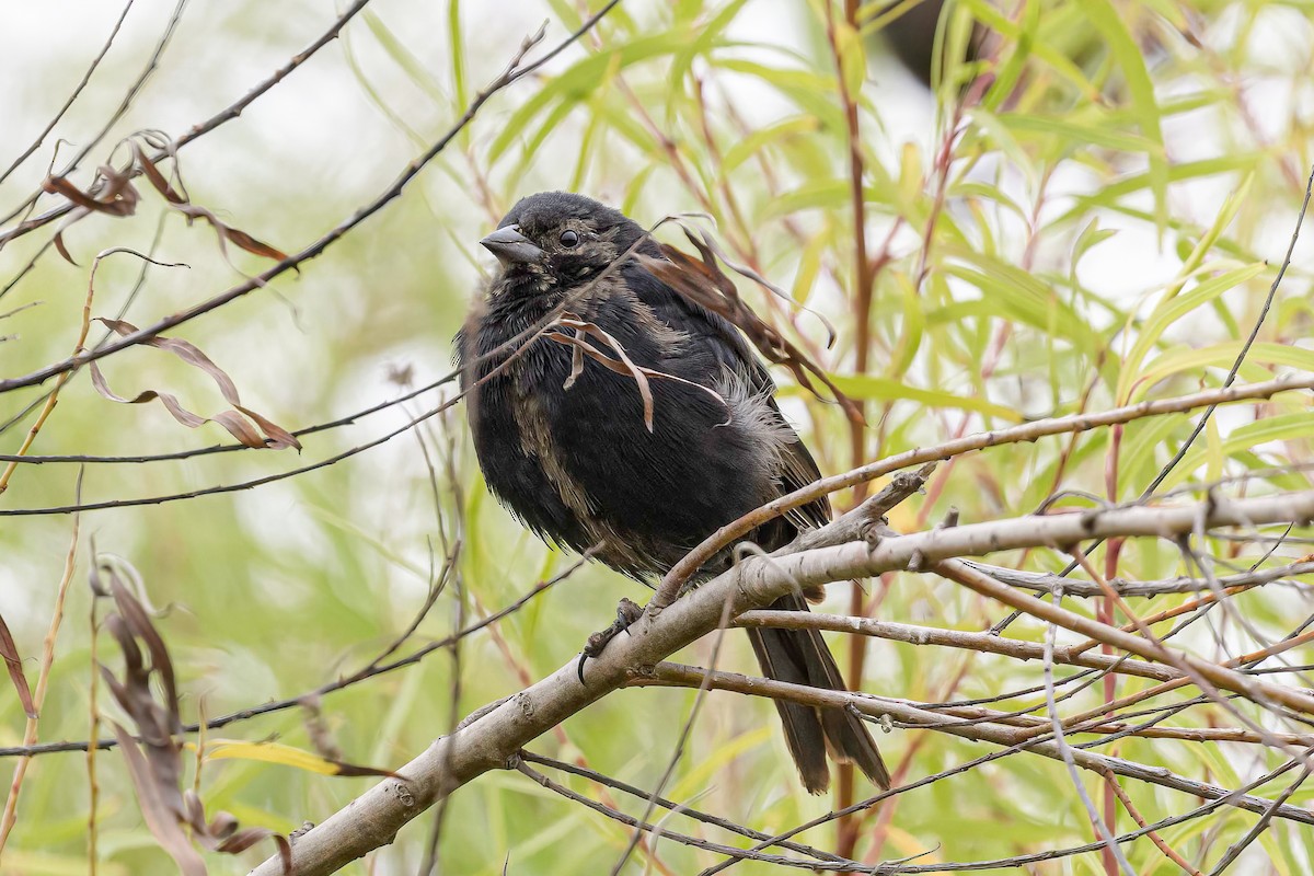 Shiny Cowbird - ML613596598