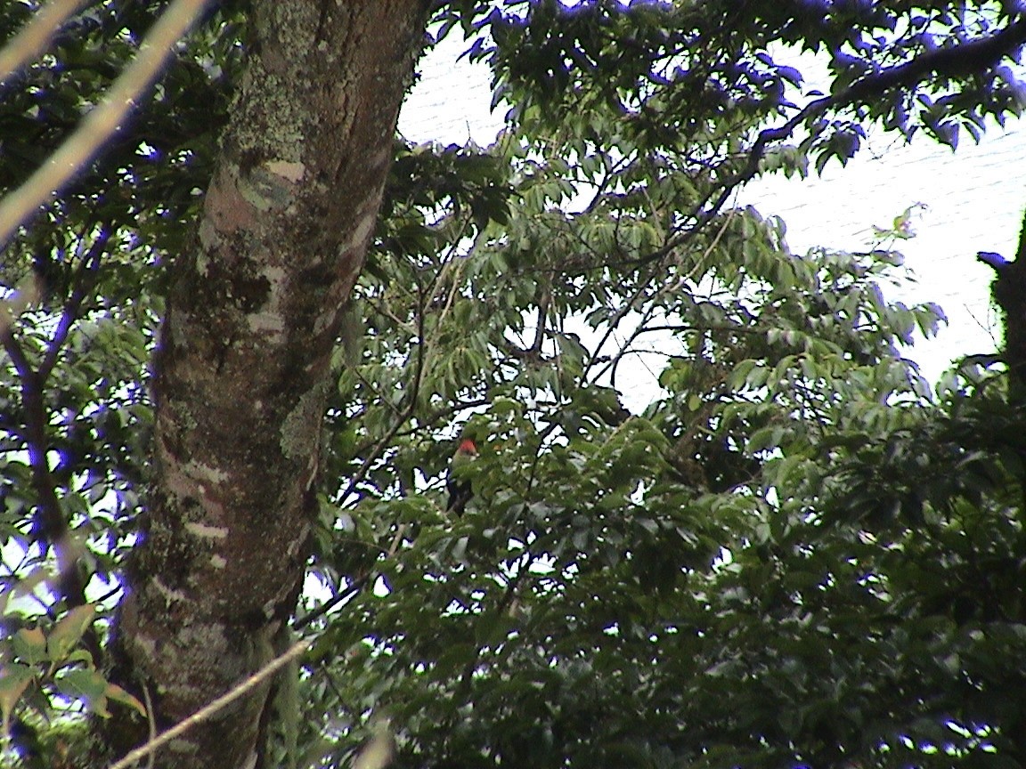 Bannerman's Turaco - ML613596660