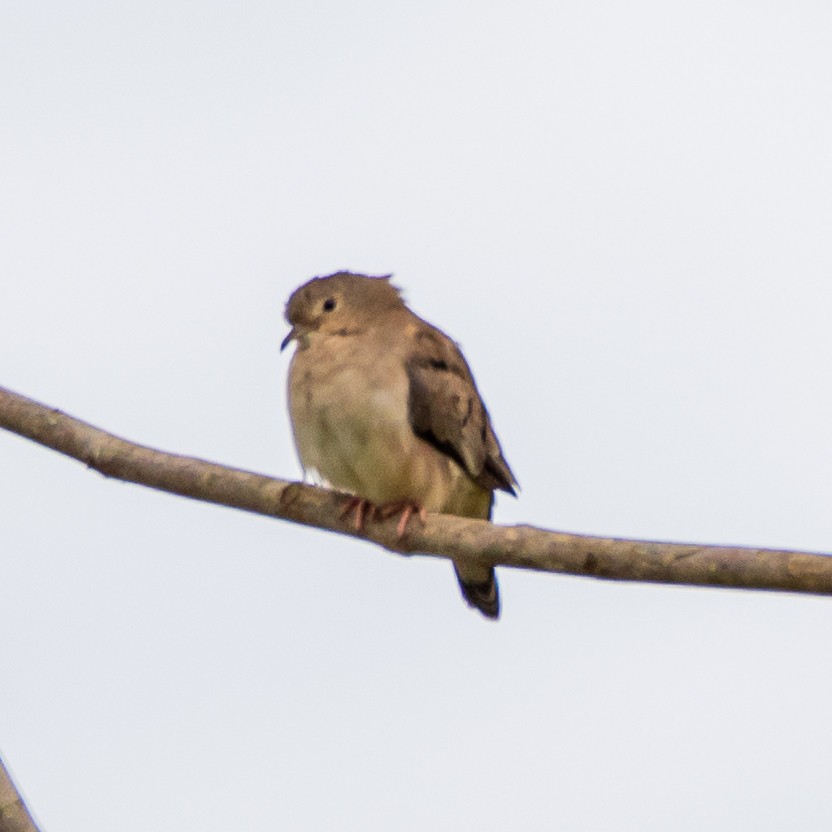 Plain-breasted Ground Dove - ML613596696