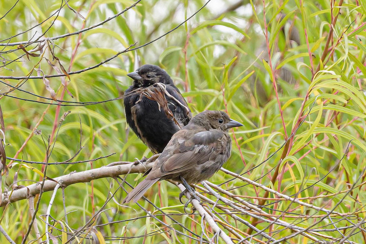 Shiny Cowbird - ML613596726