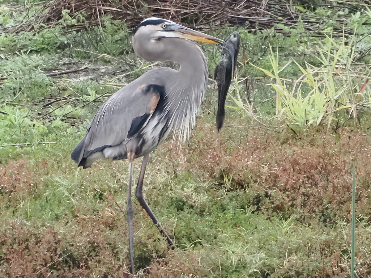 Great Blue Heron - ML613596882