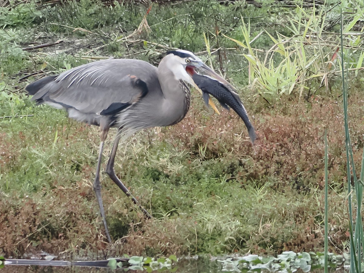 Great Blue Heron - ML613596884