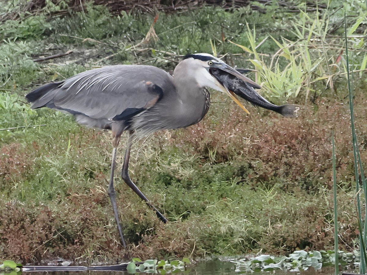 Great Blue Heron - ML613596886