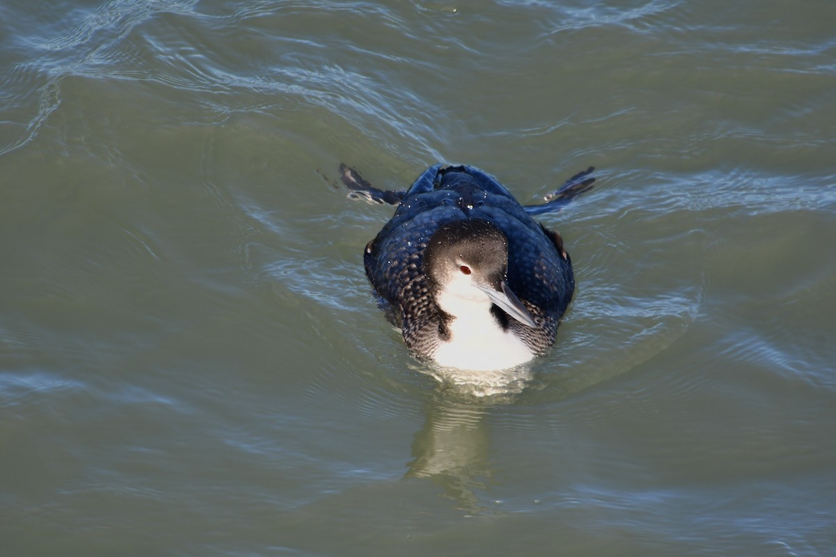 Common Loon - ML613596887