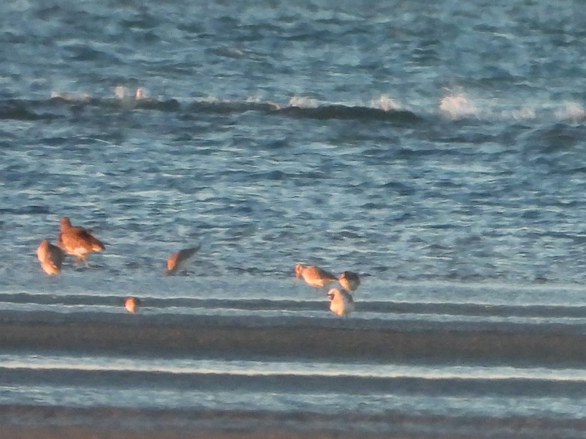 Bar-tailed Godwit - ML613596893